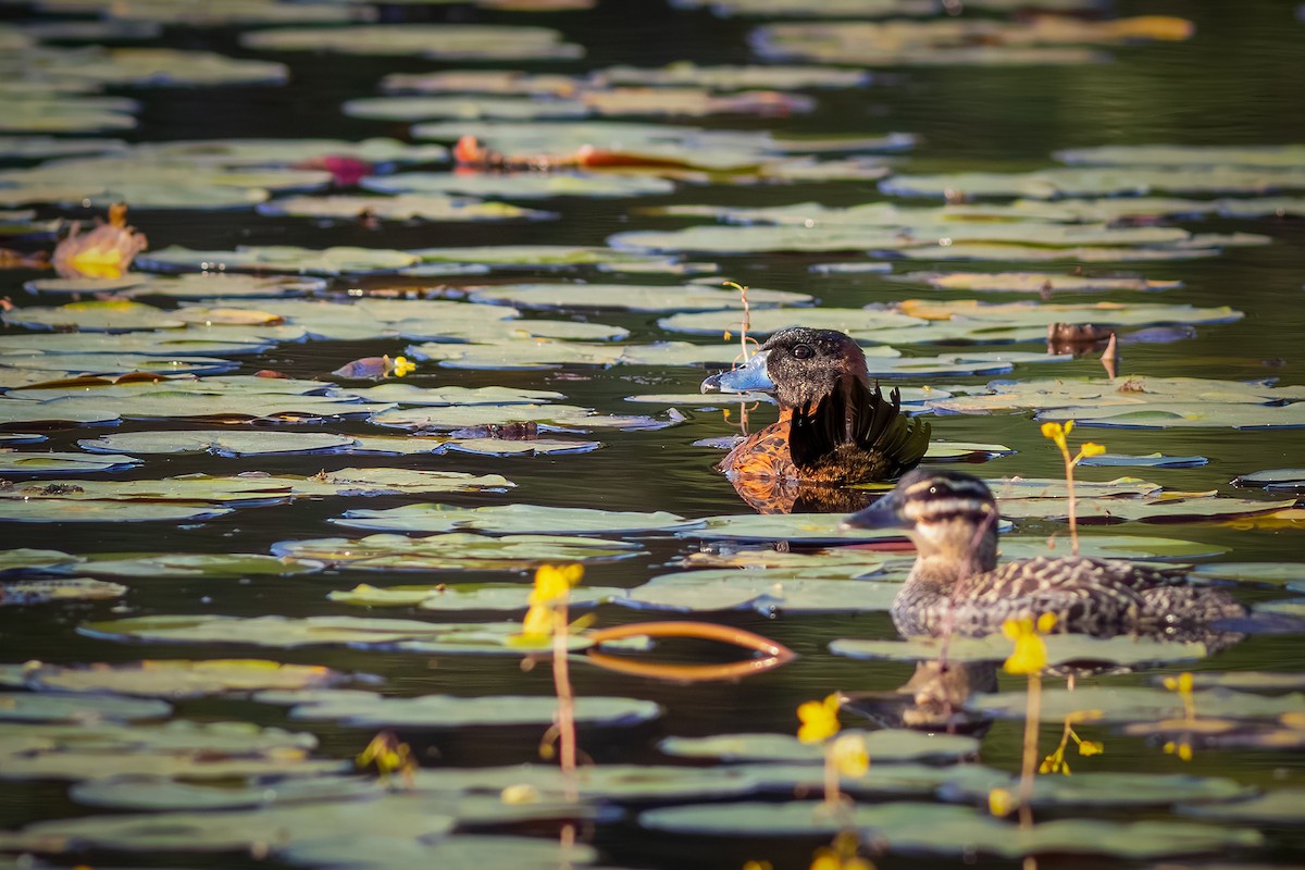 Masked Duck - ML640294240