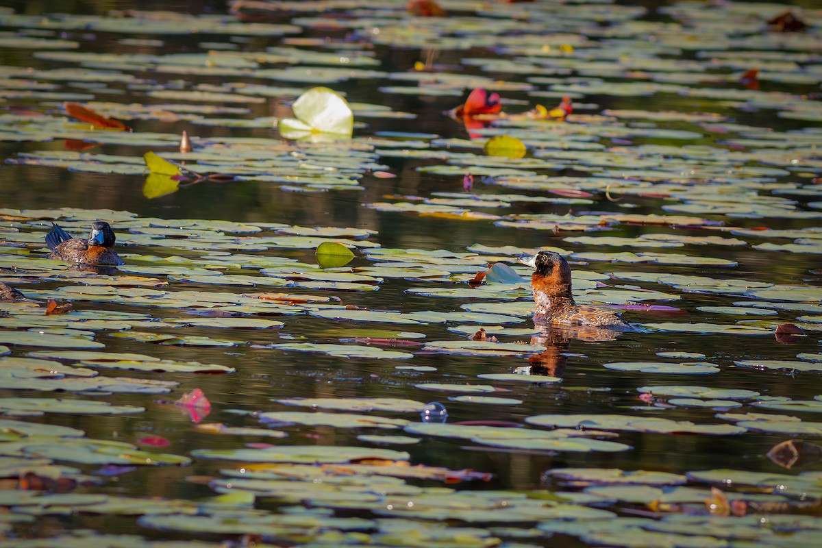 Masked Duck - ML640294241