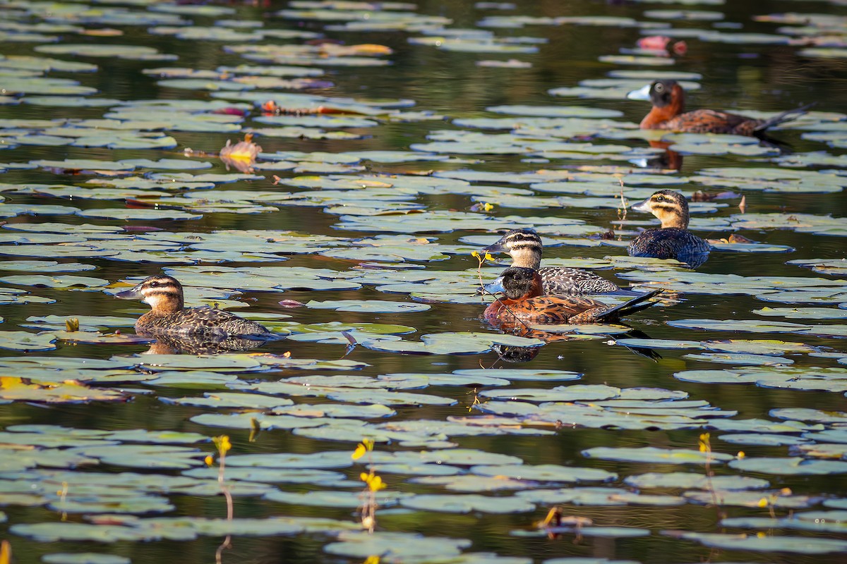 Masked Duck - ML640294242