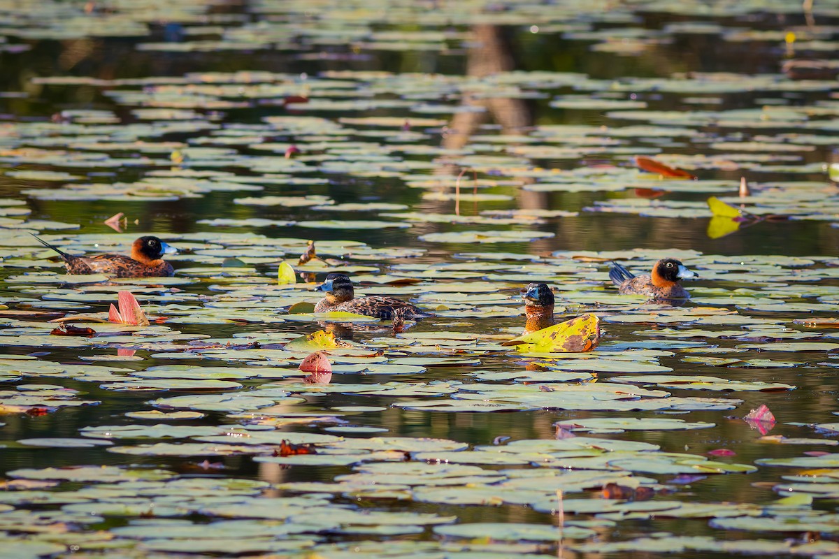 Masked Duck - ML640294243