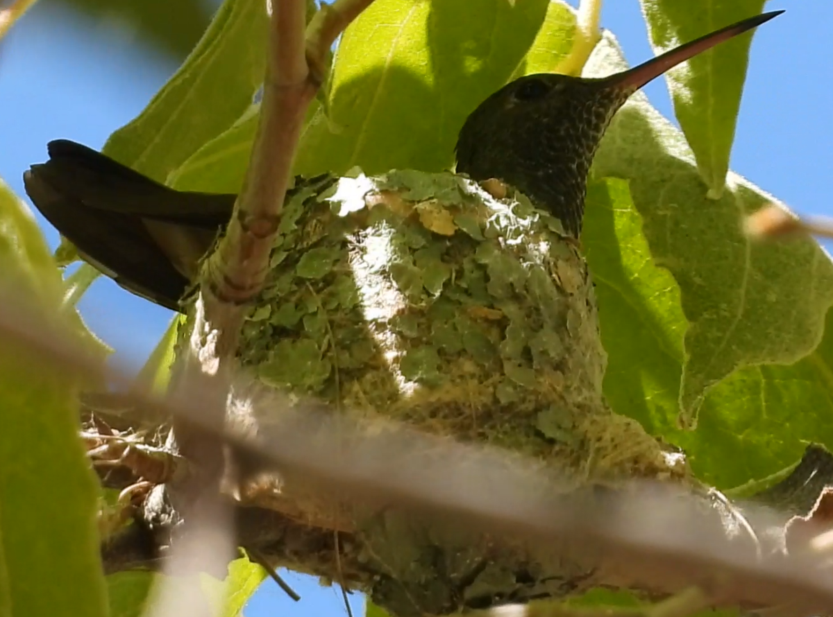 Berylline Hummingbird - ML640294265