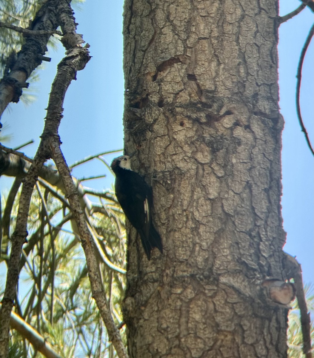 White-headed Woodpecker - ML640294336