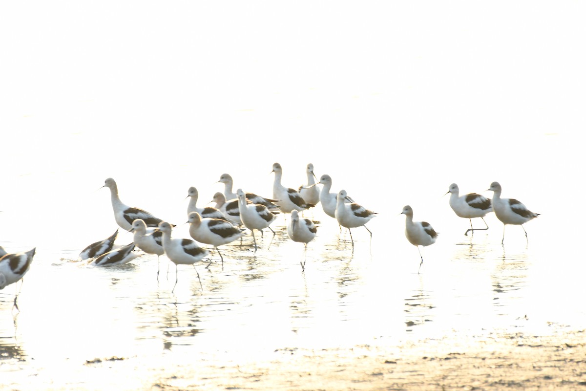 Avocette d'Amérique - ML640294385