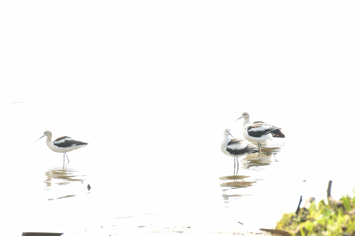 Avocette d'Amérique - ML640294386