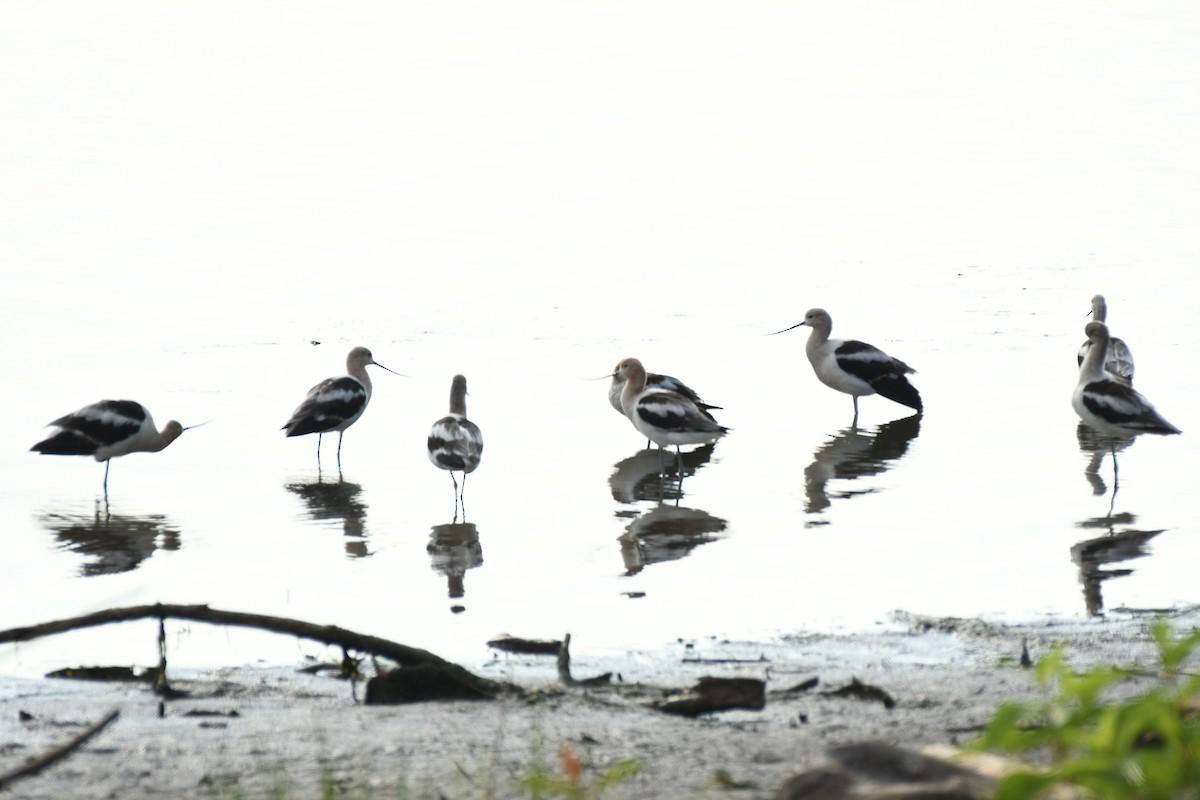 Avocette d'Amérique - ML640294387