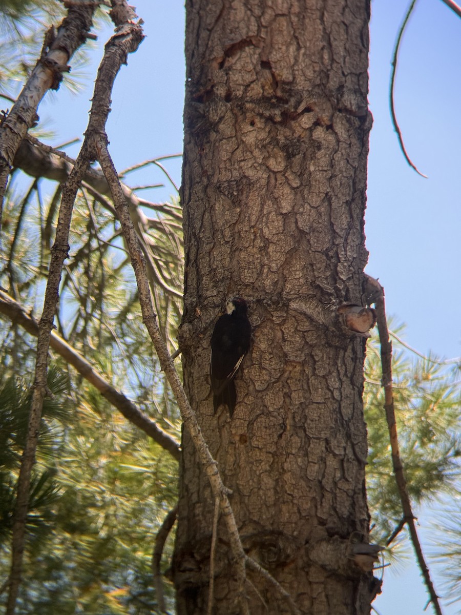 White-headed Woodpecker - ML640294390