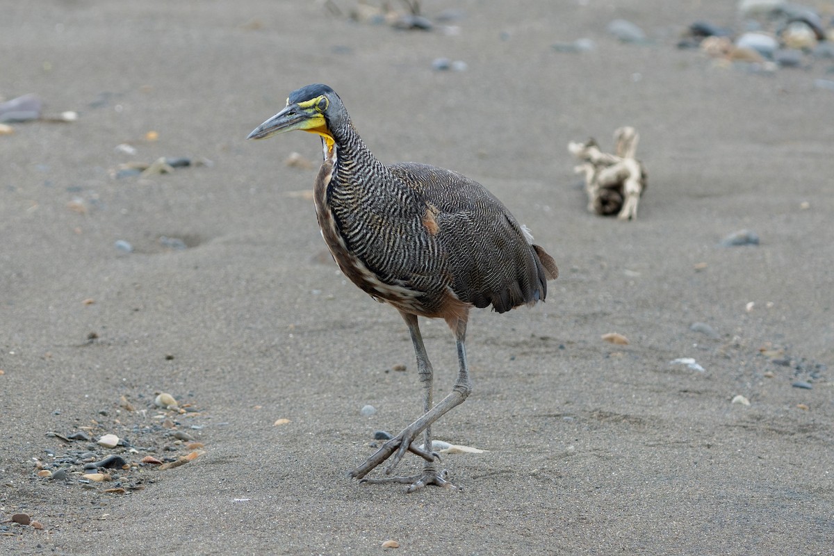 Bare-throated Tiger-Heron - ML640294406