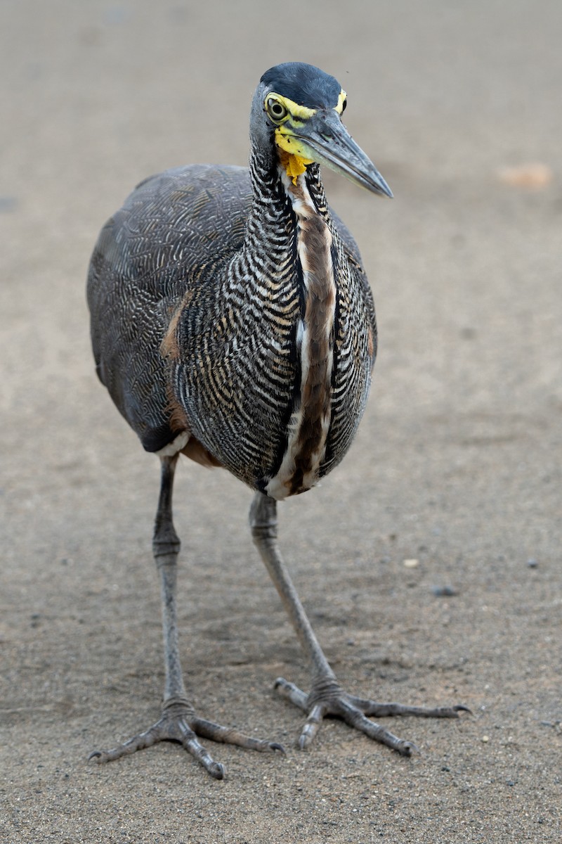 Bare-throated Tiger-Heron - ML640294407