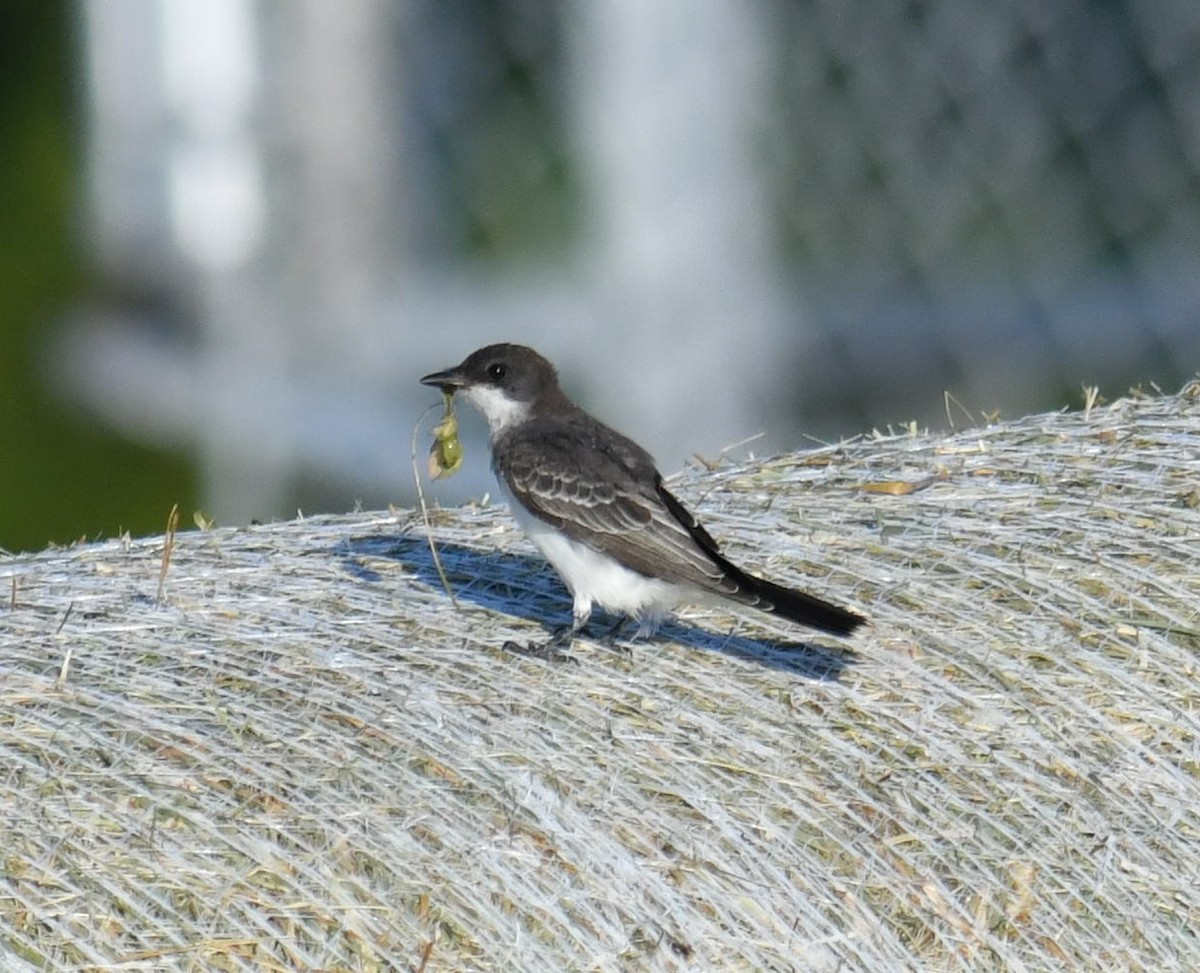 Eastern Kingbird - ML640294440
