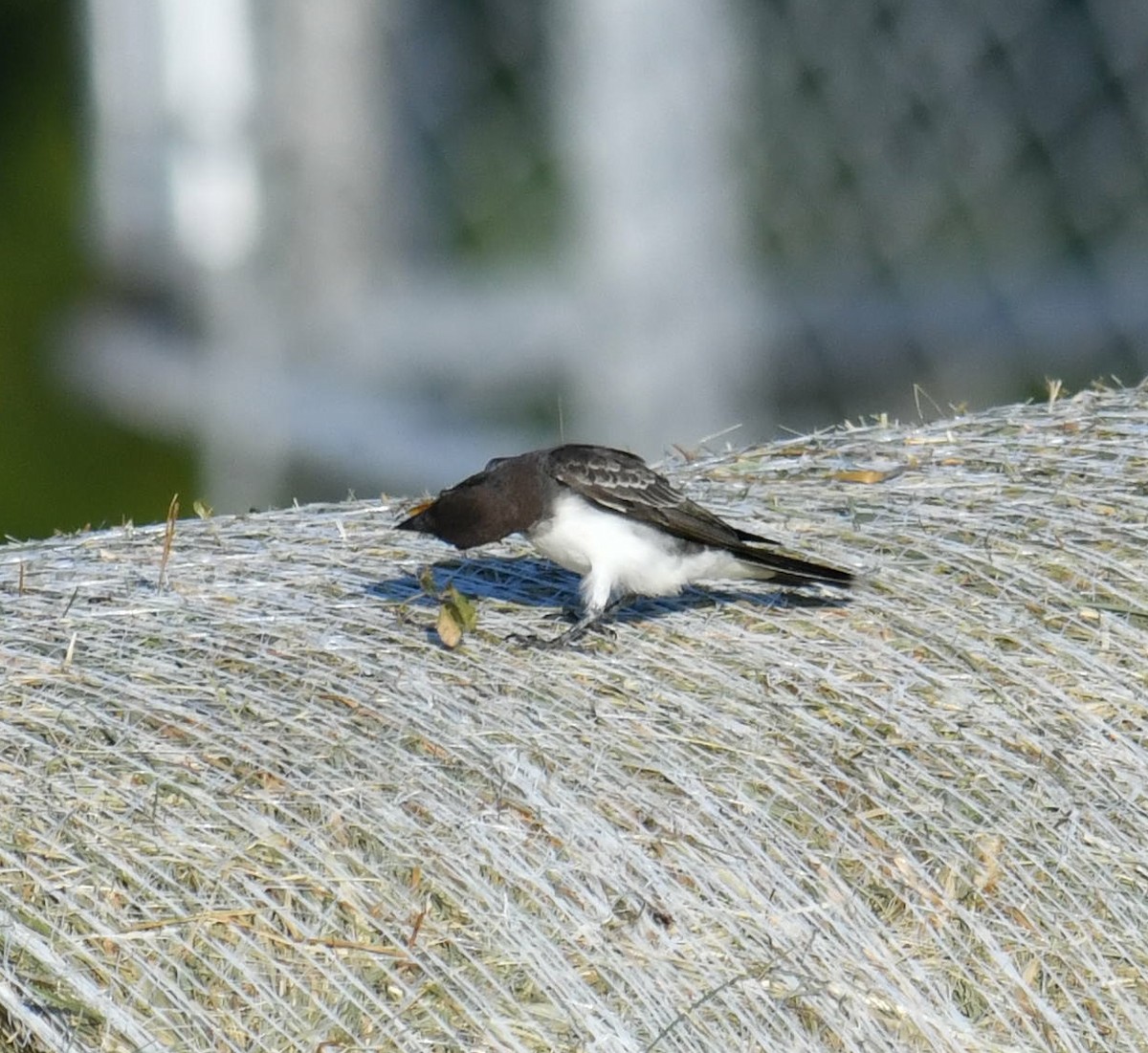 Eastern Kingbird - ML640294441
