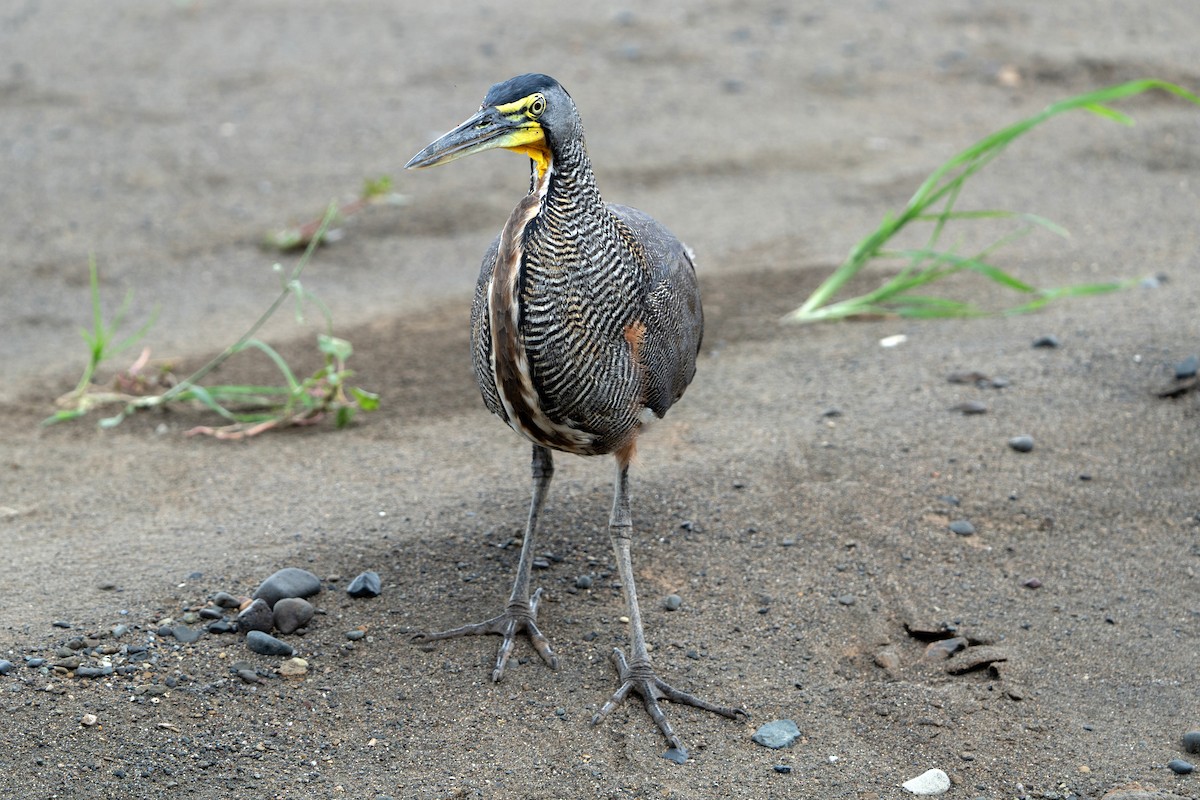 Bare-throated Tiger-Heron - ML640294450