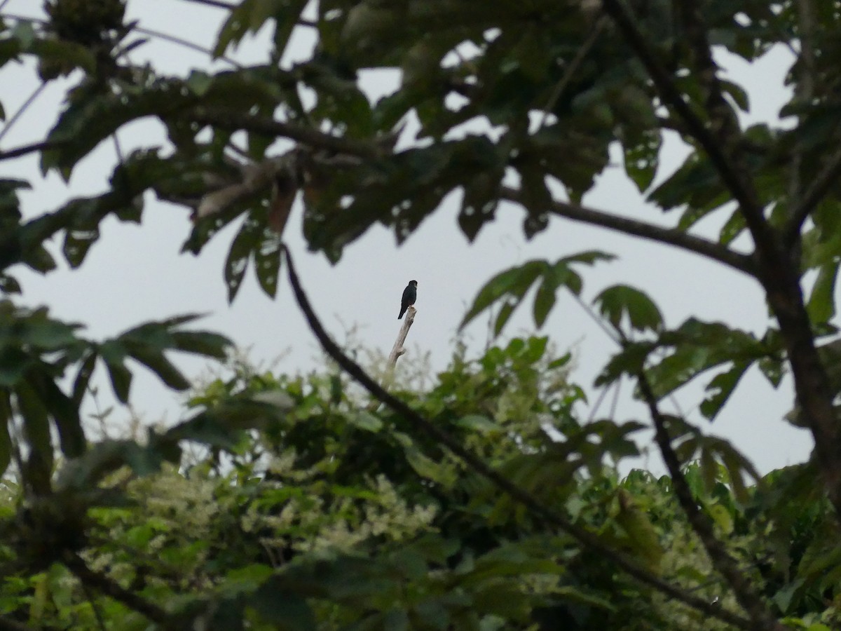 Bat Falcon - ML640294462