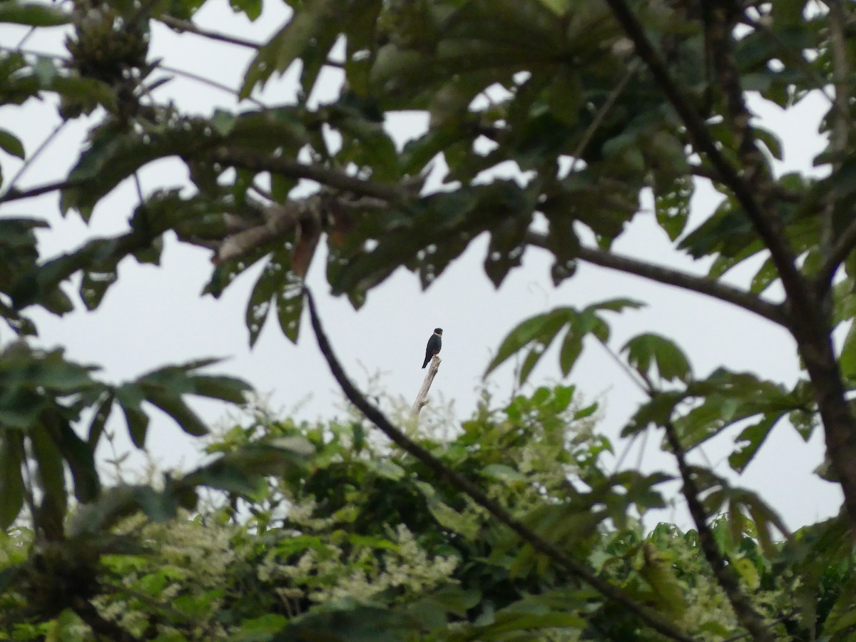 Bat Falcon - ML640294463