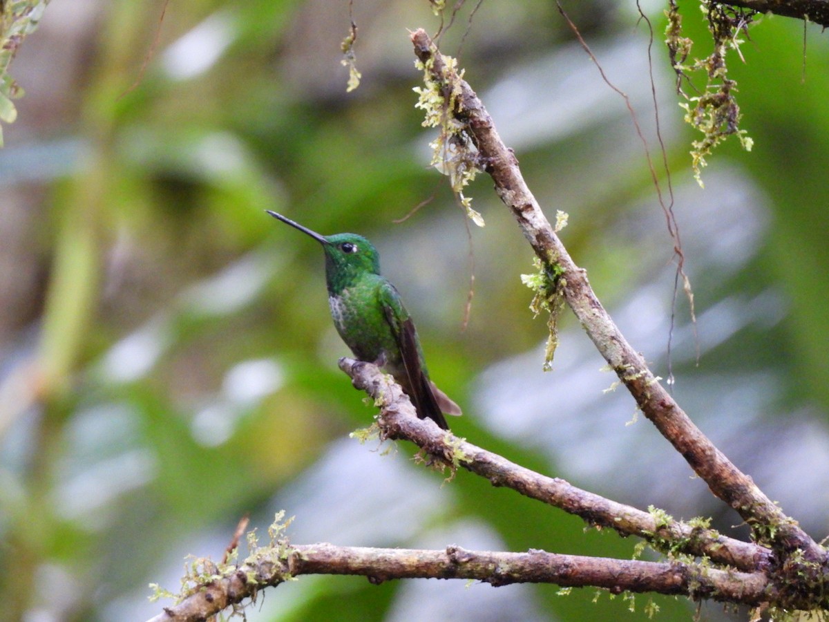 Rufous-vented Whitetip - ML640294468