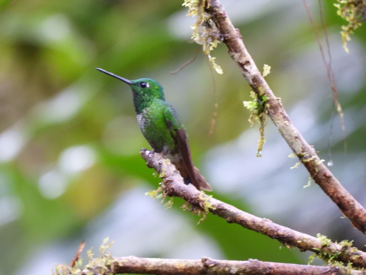 Rufous-vented Whitetip - ML640294469