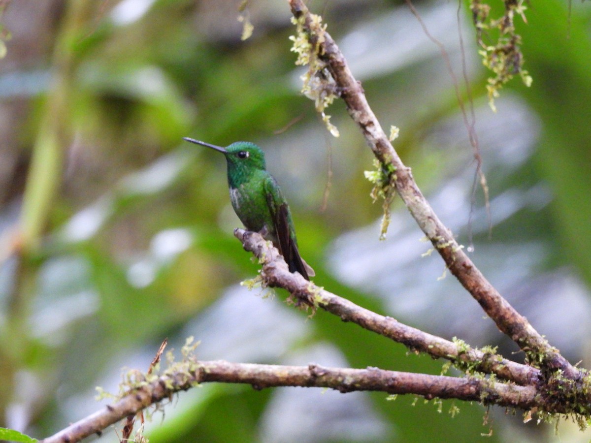 Rufous-vented Whitetip - ML640294470