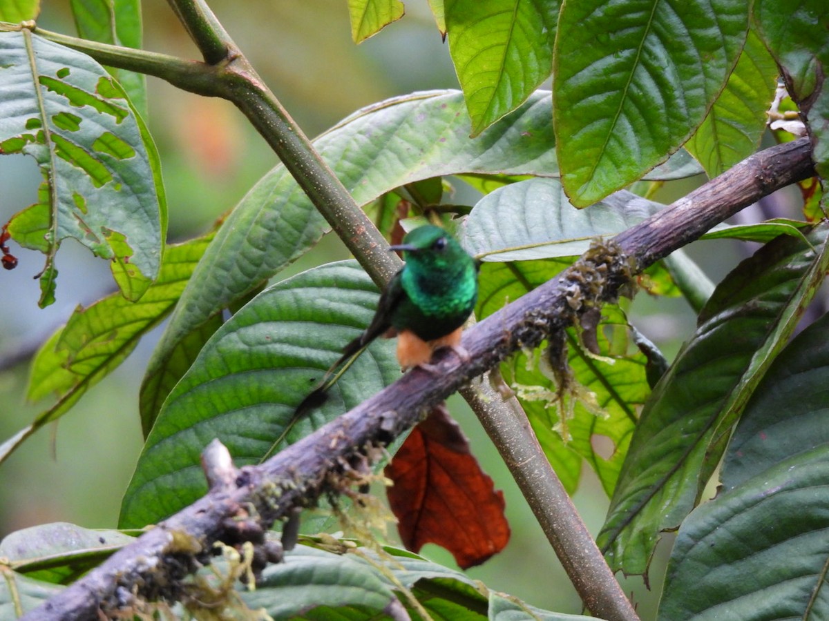 Peruvian Racket-tail - ML640294477