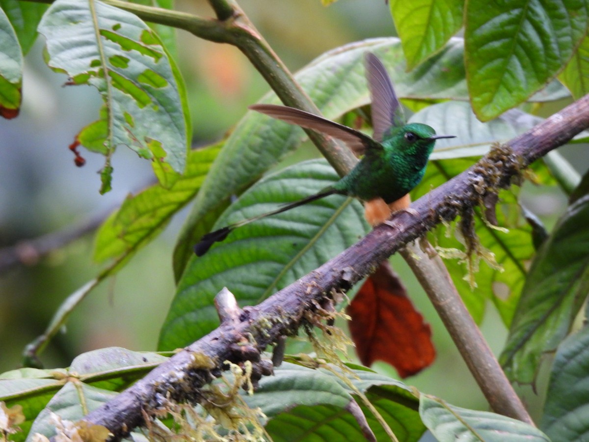 Peruvian Racket-tail - ML640294478