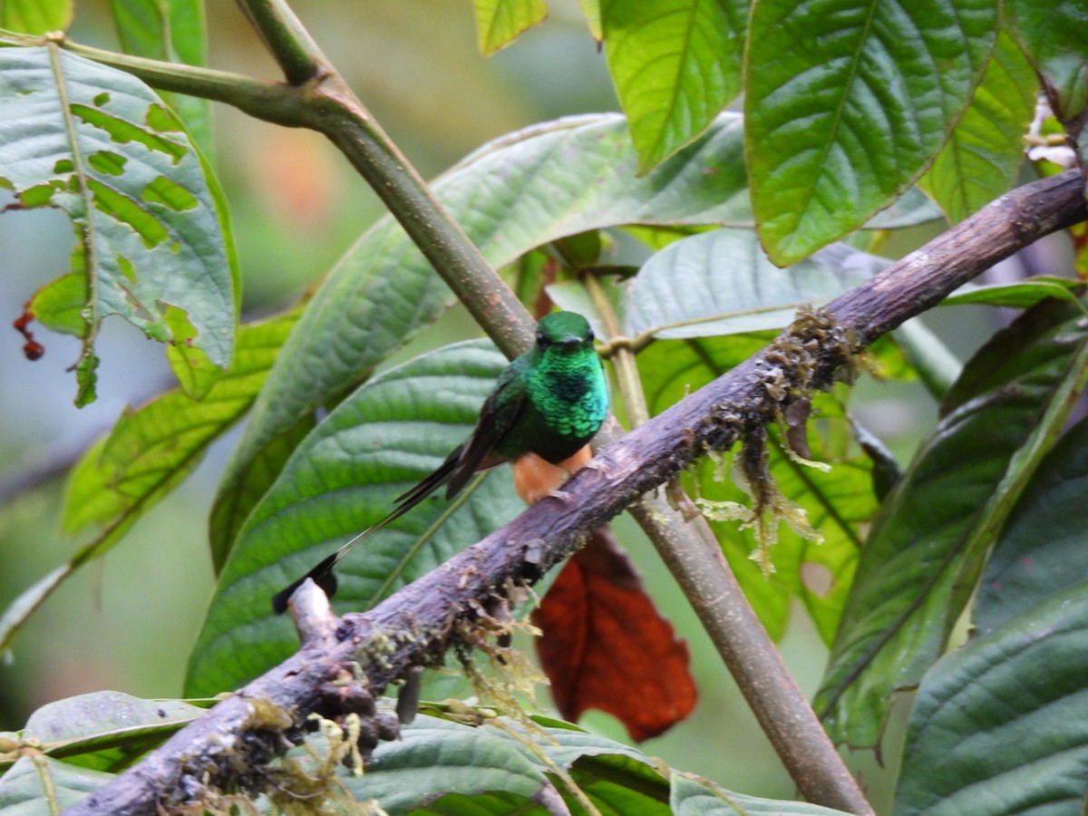 Peruvian Racket-tail - ML640294479