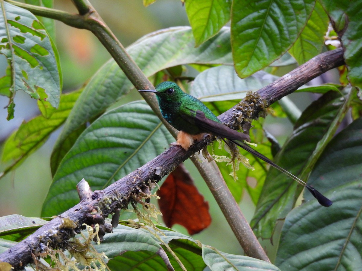 Peruvian Racket-tail - ML640294480