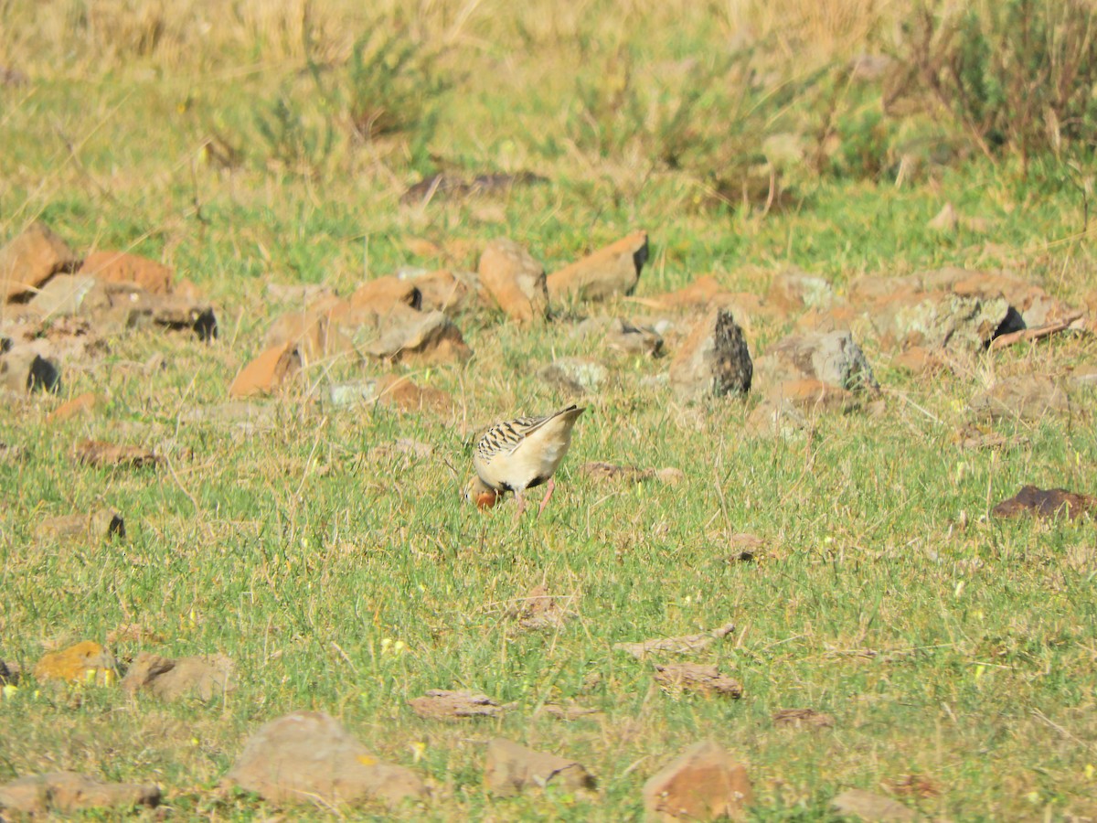 Tawny-throated Dotterel - ML640294485