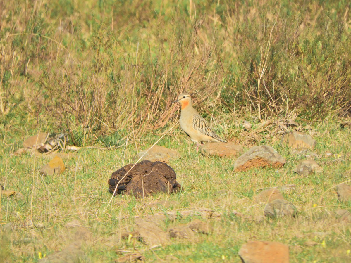 Tawny-throated Dotterel - ML640294486