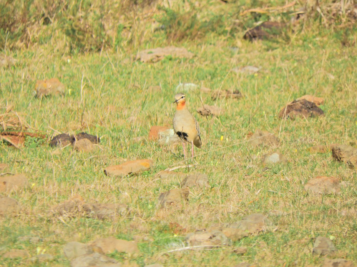 Tawny-throated Dotterel - ML640294487