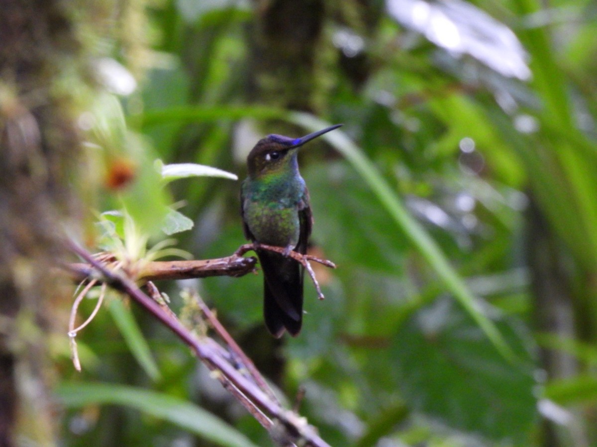 Violet-fronted Brilliant - ML640294501