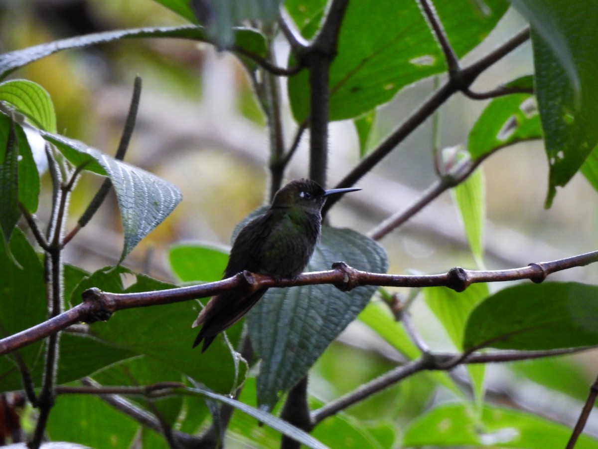 Violet-fronted Brilliant - ML640294502