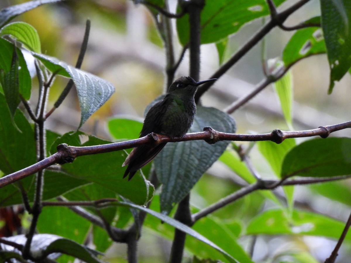 Violet-fronted Brilliant - ML640294503