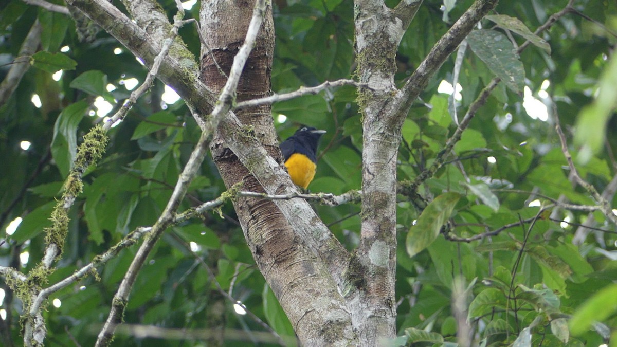 Green-backed Trogon - ML640294580