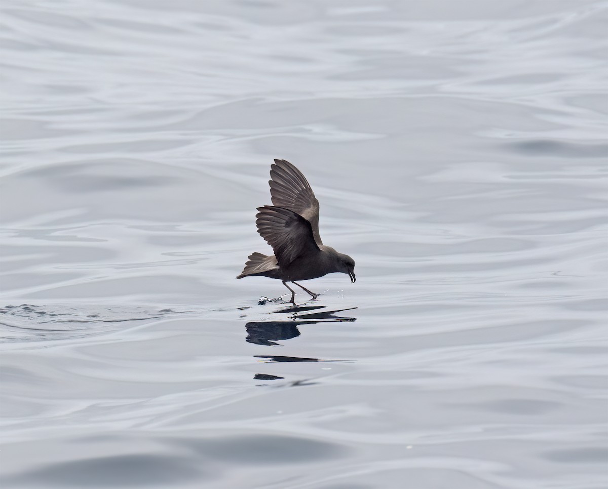 Leach's Storm-Petrel (Chapman's) - ML640294640