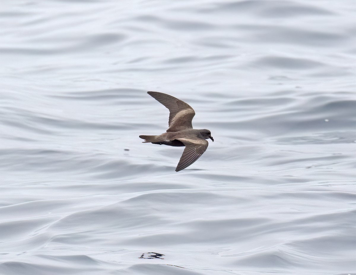 Leach's Storm-Petrel (Chapman's) - ML640294641
