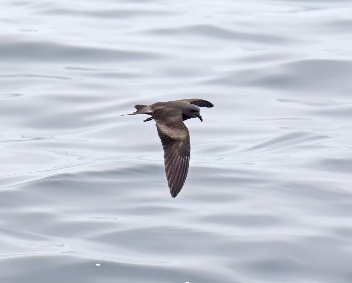 Leach's Storm-Petrel (Chapman's) - ML640294642