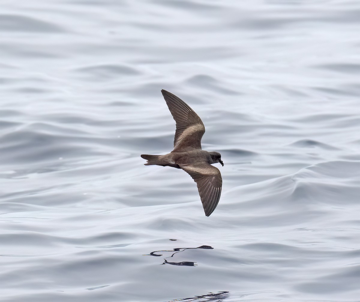 Leach's Storm-Petrel (Chapman's) - ML640294643