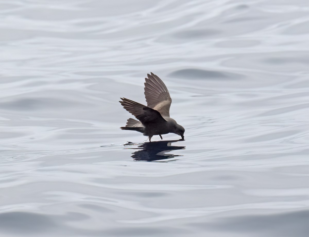 Leach's Storm-Petrel (Chapman's) - ML640294644