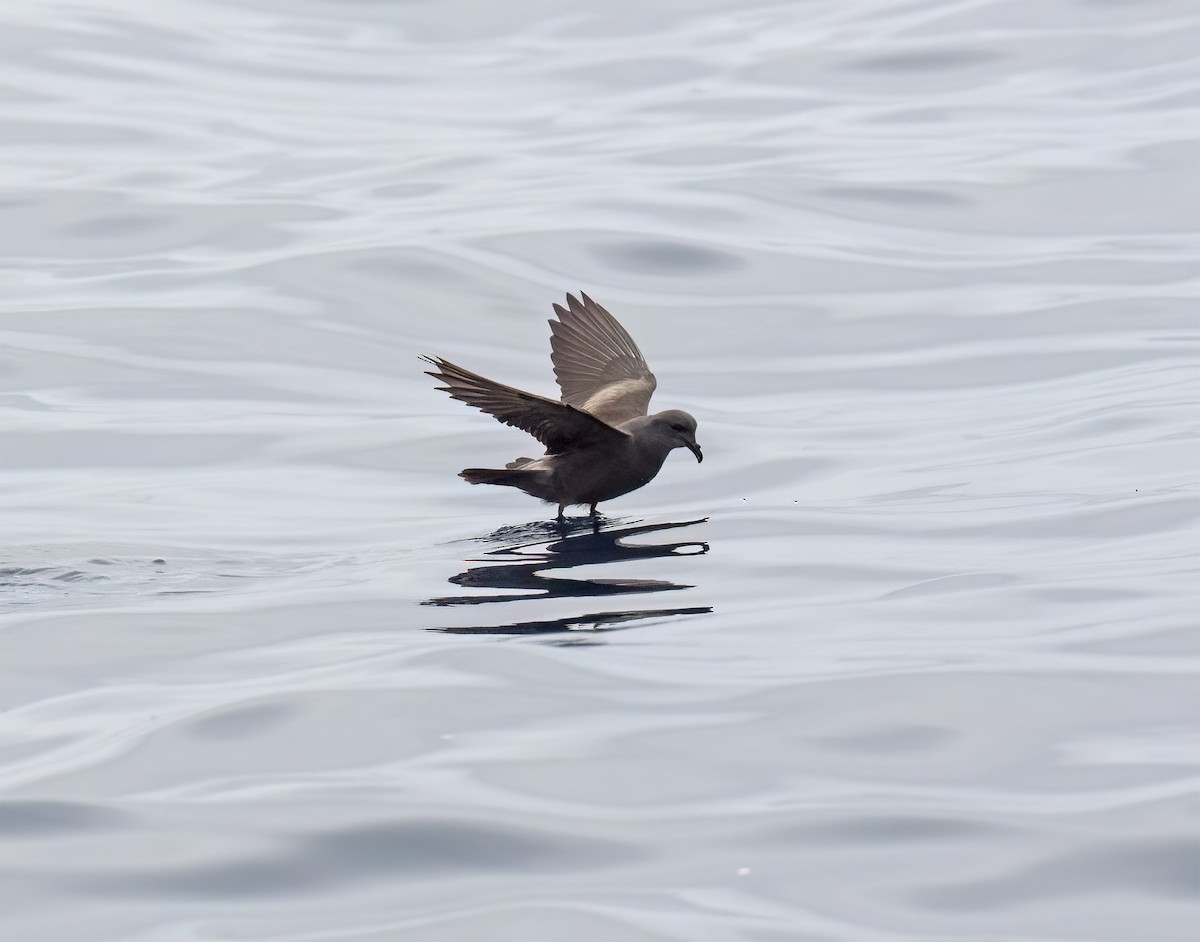 Leach's Storm-Petrel (Chapman's) - ML640294646