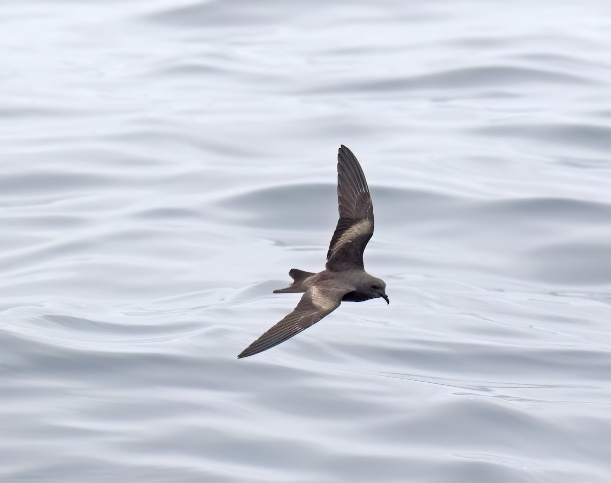 Leach's Storm-Petrel (Chapman's) - ML640294647