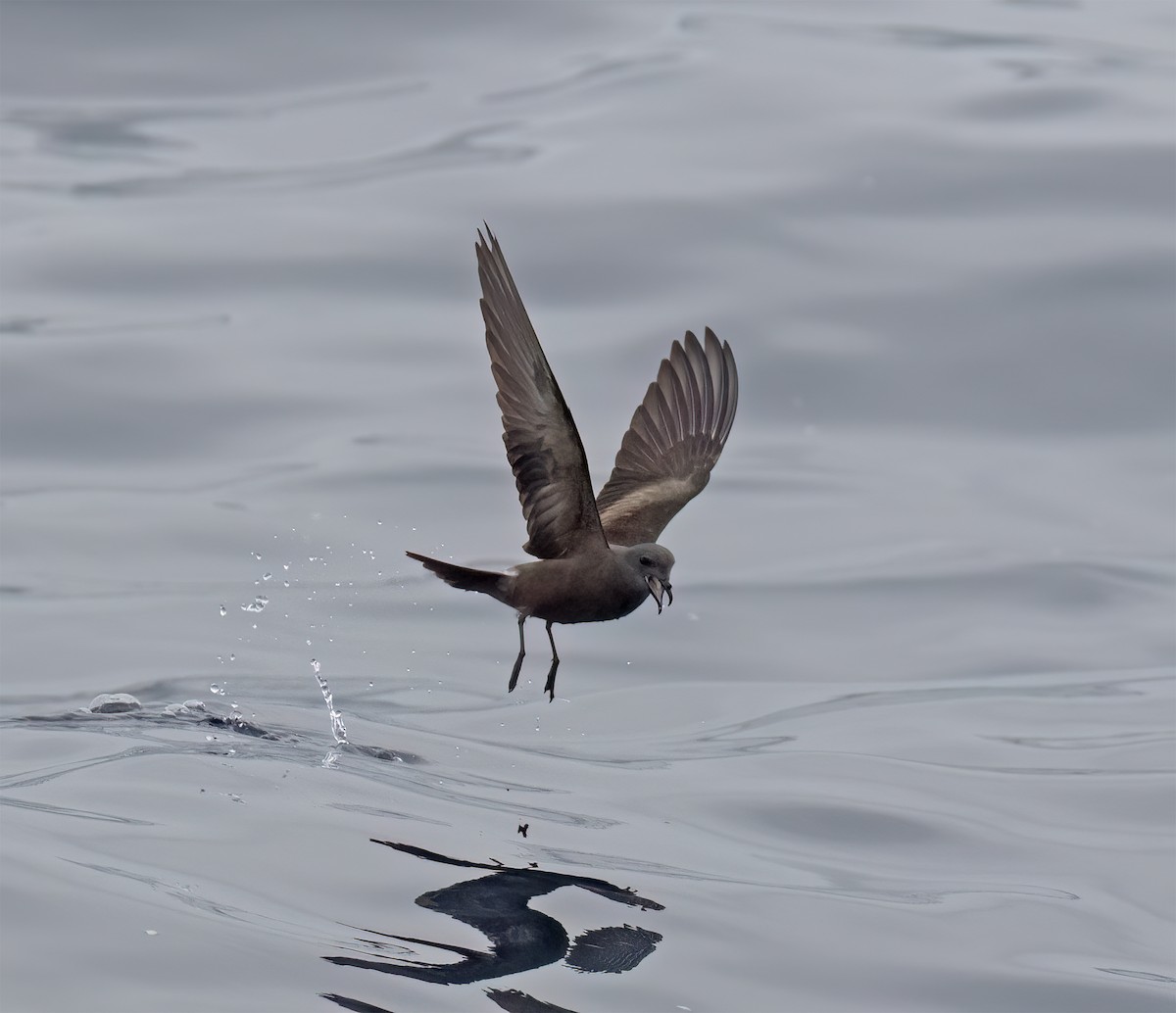 Leach's Storm-Petrel (Chapman's) - ML640294648