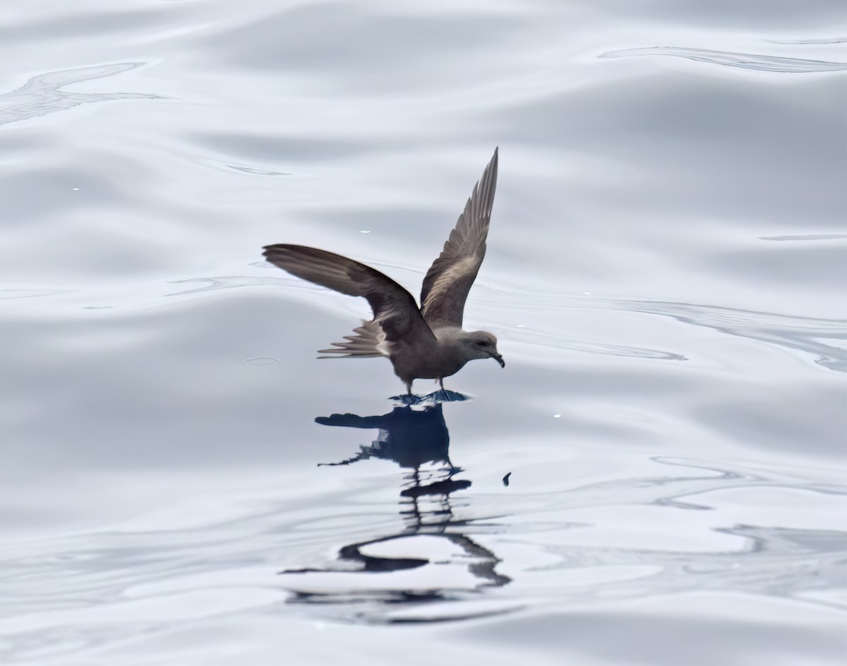 Leach's Storm-Petrel (Chapman's) - ML640294649