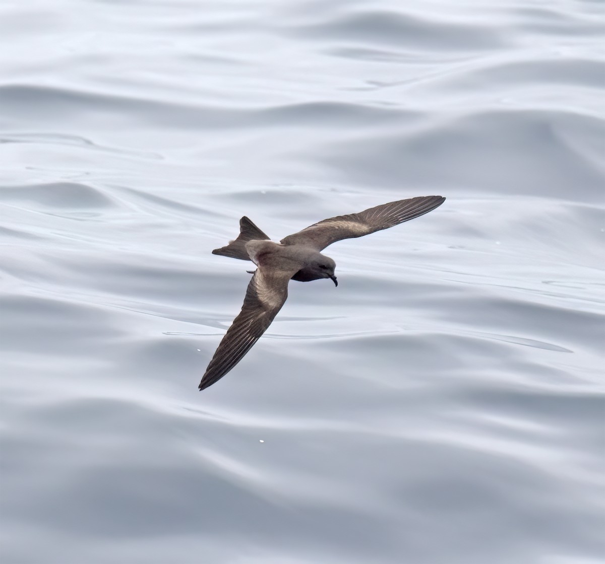 Leach's Storm-Petrel (Chapman's) - ML640294650