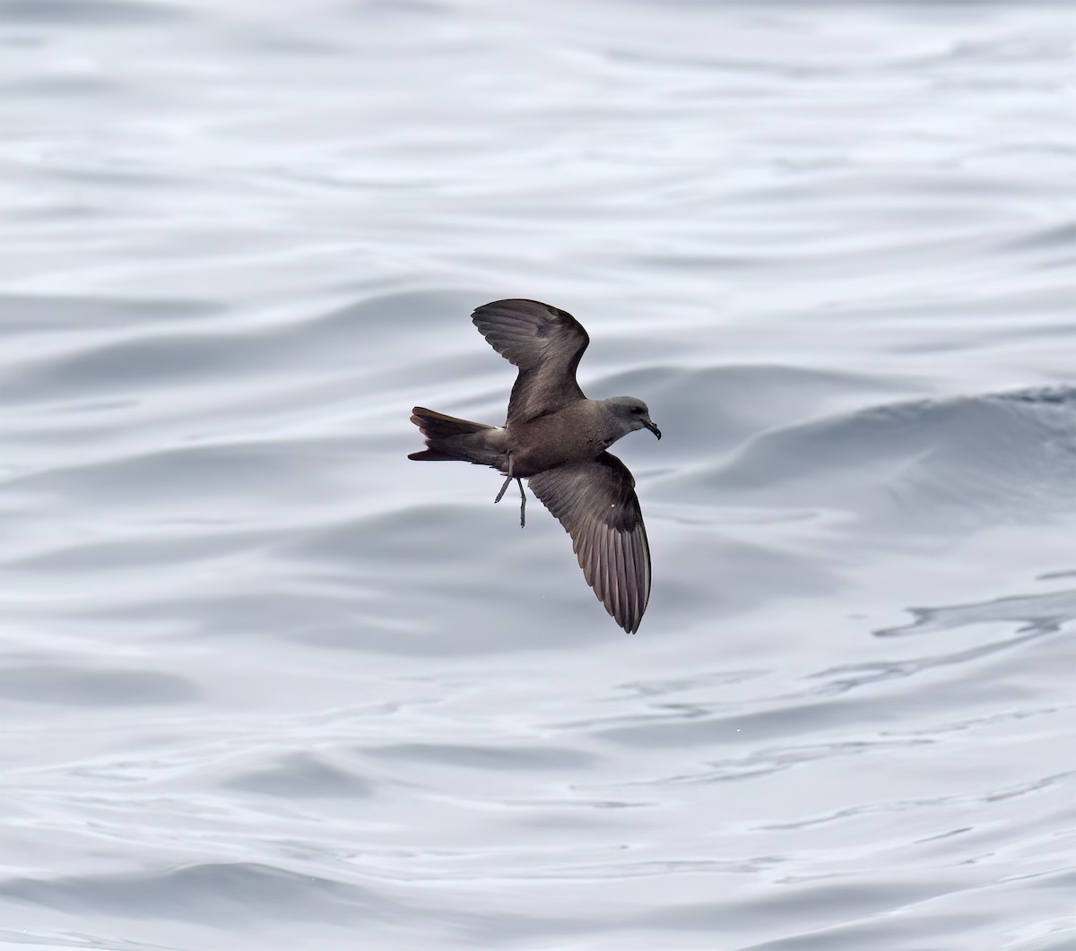 Leach's Storm-Petrel (Chapman's) - ML640294651