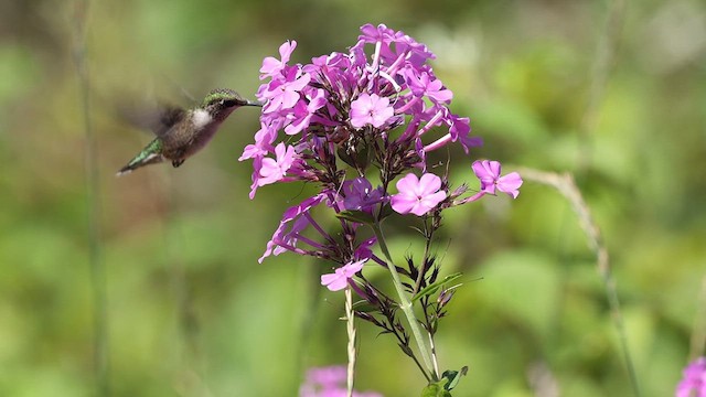 Ruby-throated Hummingbird - ML640294661