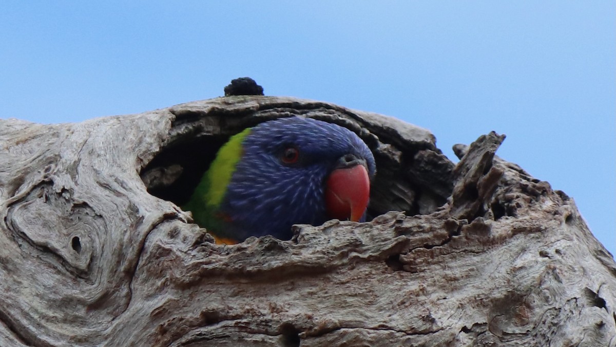 Rainbow Lorikeet - ML640294663