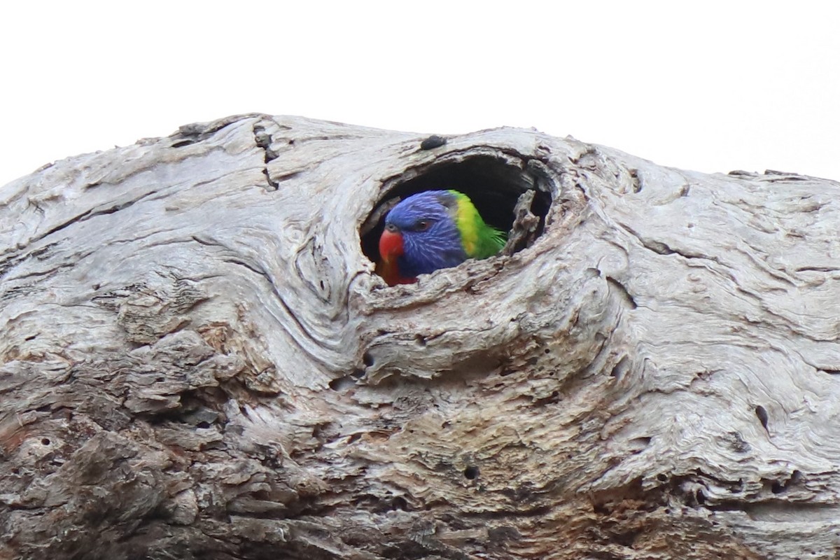 Rainbow Lorikeet - ML640294664