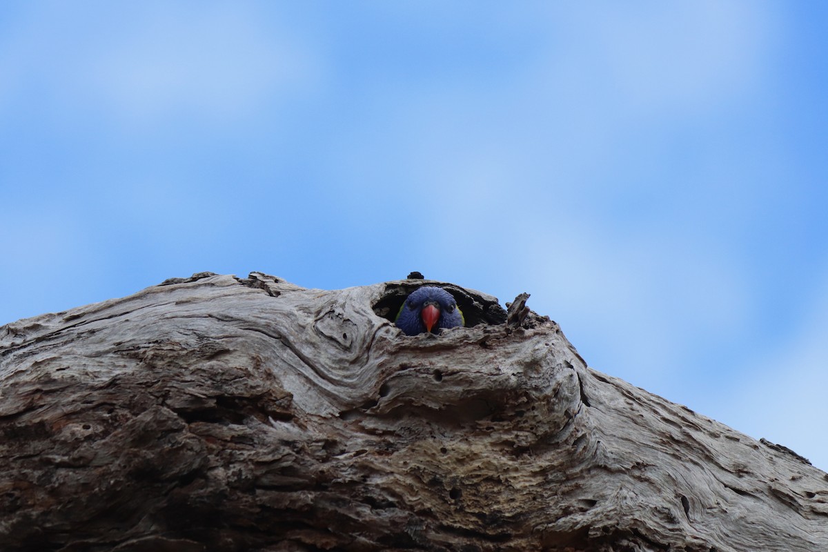 Rainbow Lorikeet - ML640294665