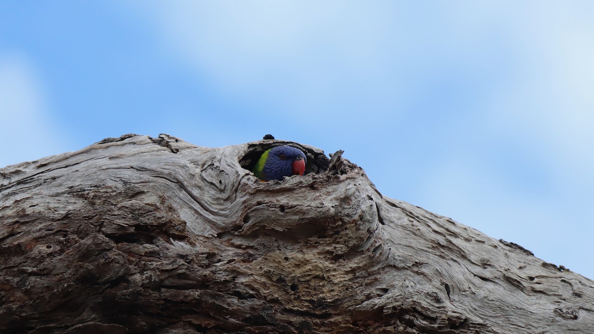 Rainbow Lorikeet - ML640294666