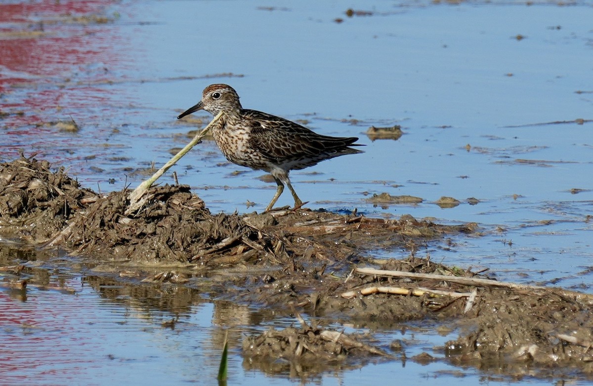 Sharp-tailed Sandpiper - ML640294678