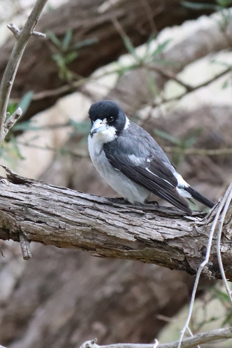 Gray Butcherbird - ML640294686