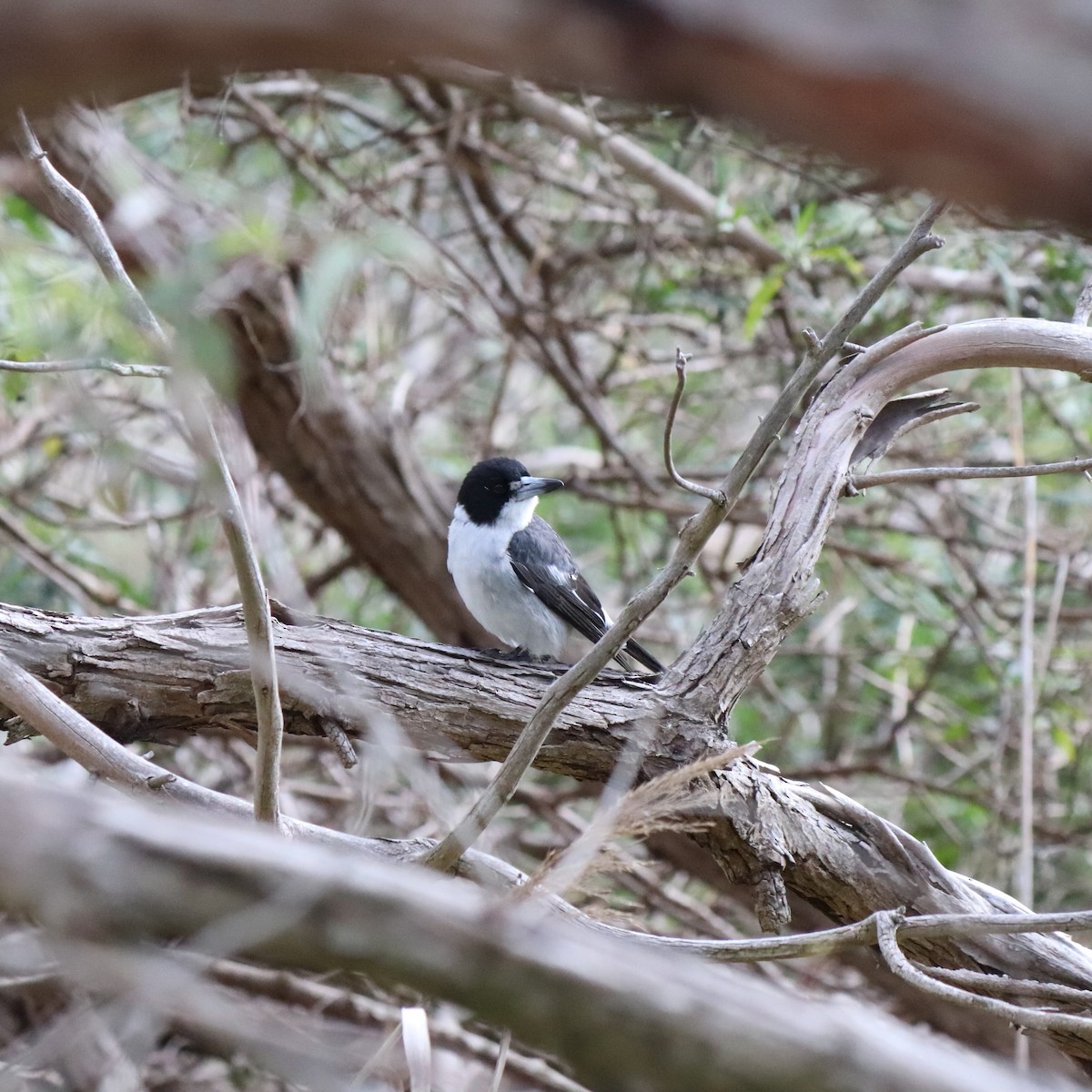 Gray Butcherbird - ML640294687
